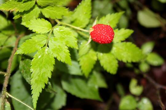 Image of Rubus rosifolius var. rosifolius