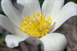 Image of alpine anemone