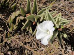 Image of Distimake tomentosus (Choisy) Petrongari & Sim.-Bianch.