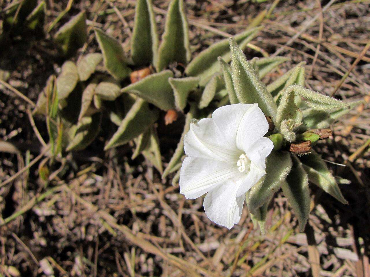 Image of Distimake tomentosus (Choisy) Petrongari & Sim.-Bianch.