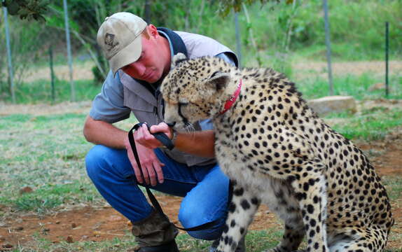 Image of Acinonyx Brookes 1828