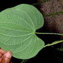 صورة Dioscorea stegelmanniana R. Knuth