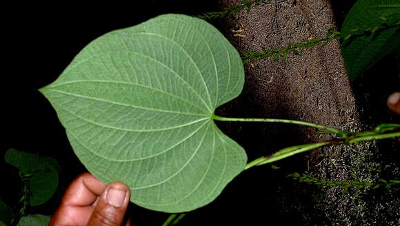 صورة Dioscorea stegelmanniana R. Knuth