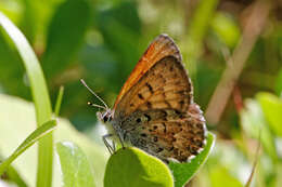 Image of Mariposa Copper