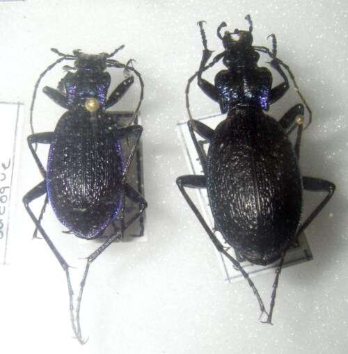 Image of Blue Ground Beetle