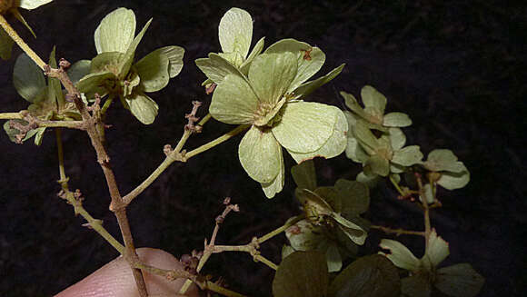 Image of Niedenzuella acutifolia (Cav.) W. R. Anderson