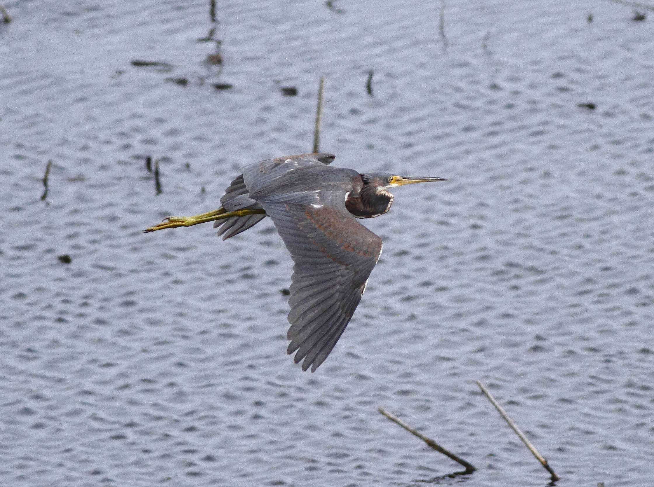 Image of Tricolored Heron