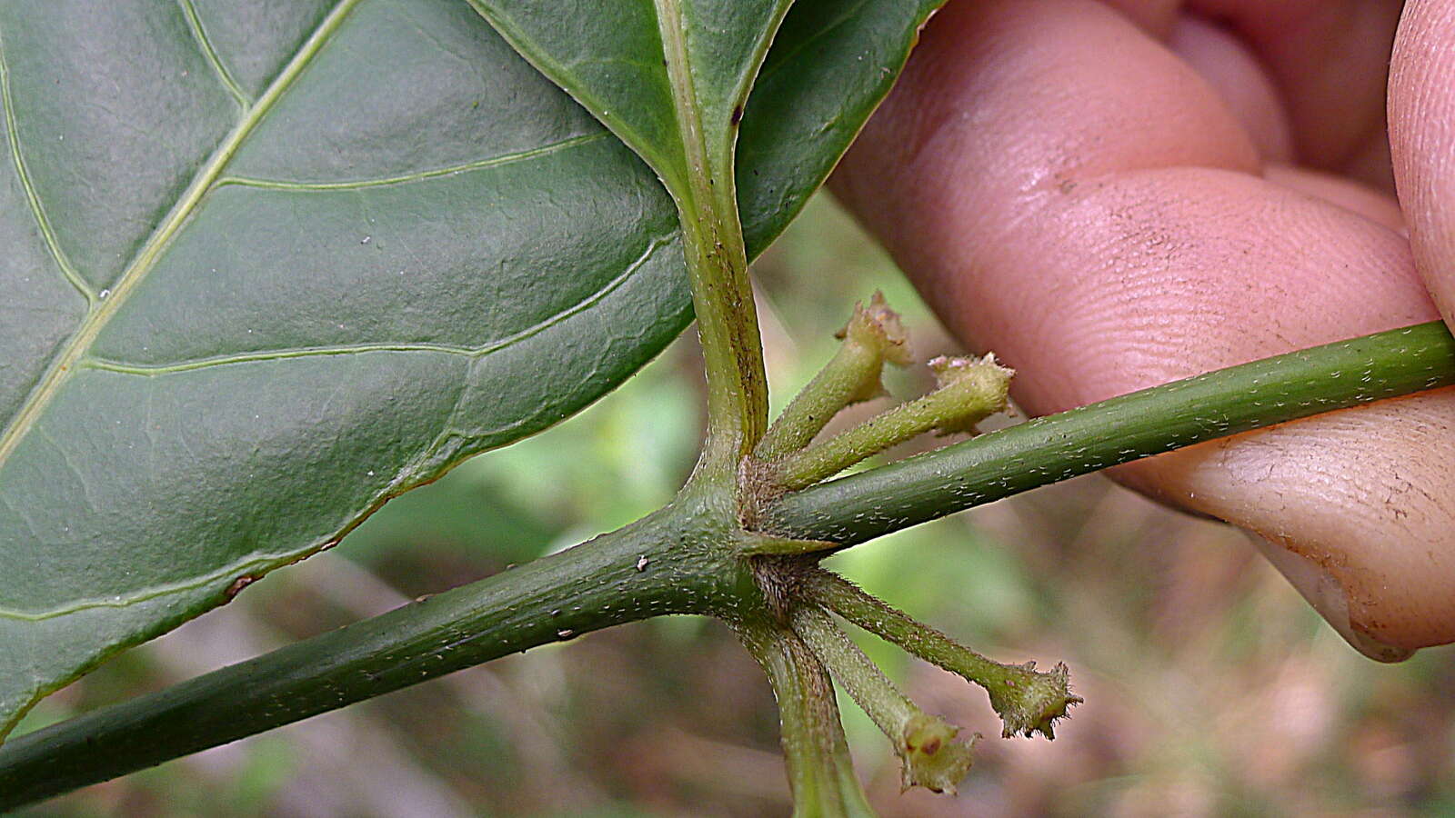 Image of Rubiaceae