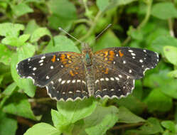 Image of Nymphalidae