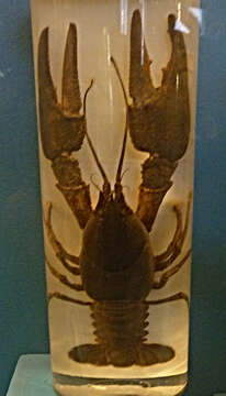 Image of Broad-clawed Crayfish