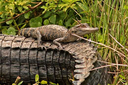 Image of Alligator