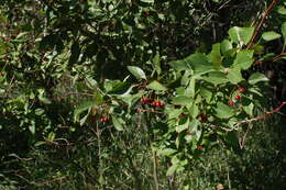 Image of river hawthorn