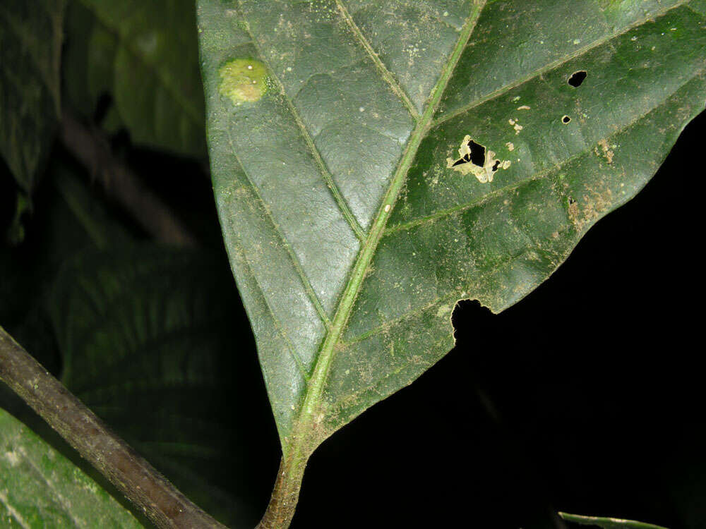 Image of Solanum rovirosanum J. D. Sm.