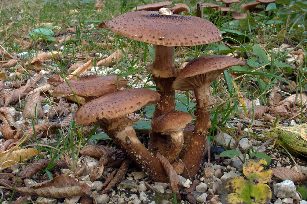 Image of Honey Fungus