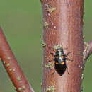 Image of Chrysobothris chrysoela (Illiger 1800)