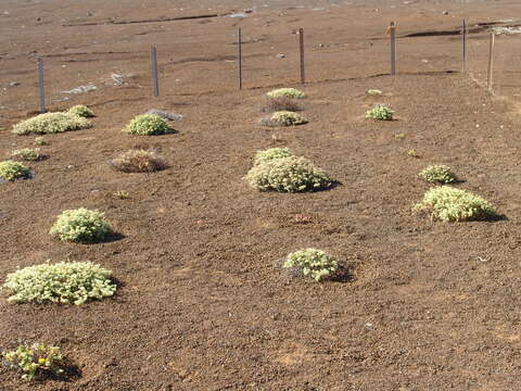 Image of Ascension Spurge