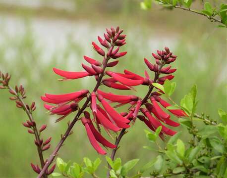 Plancia ëd Erythrina herbacea L.