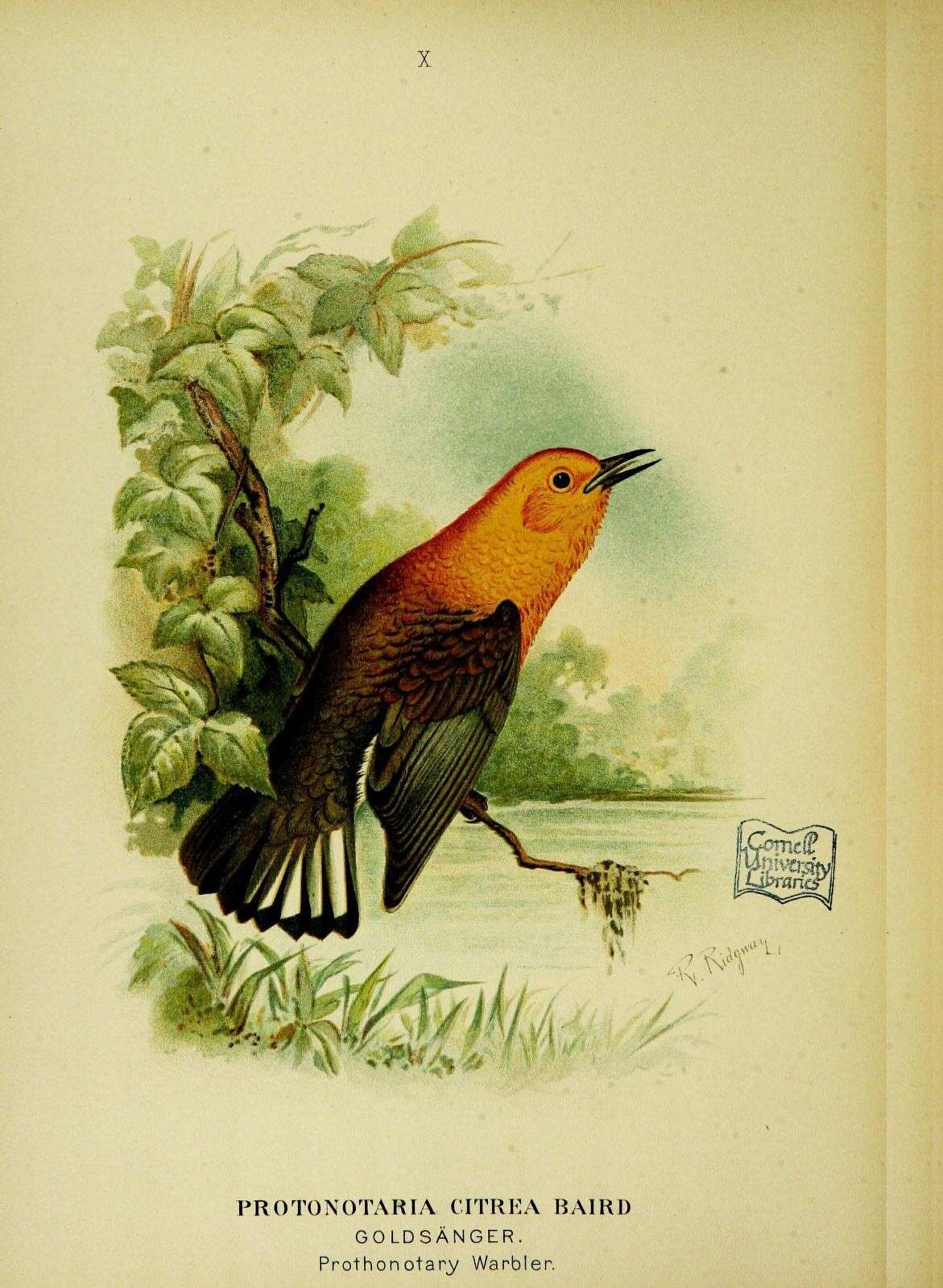 Слика од Protonotaria Baird & SF 1858