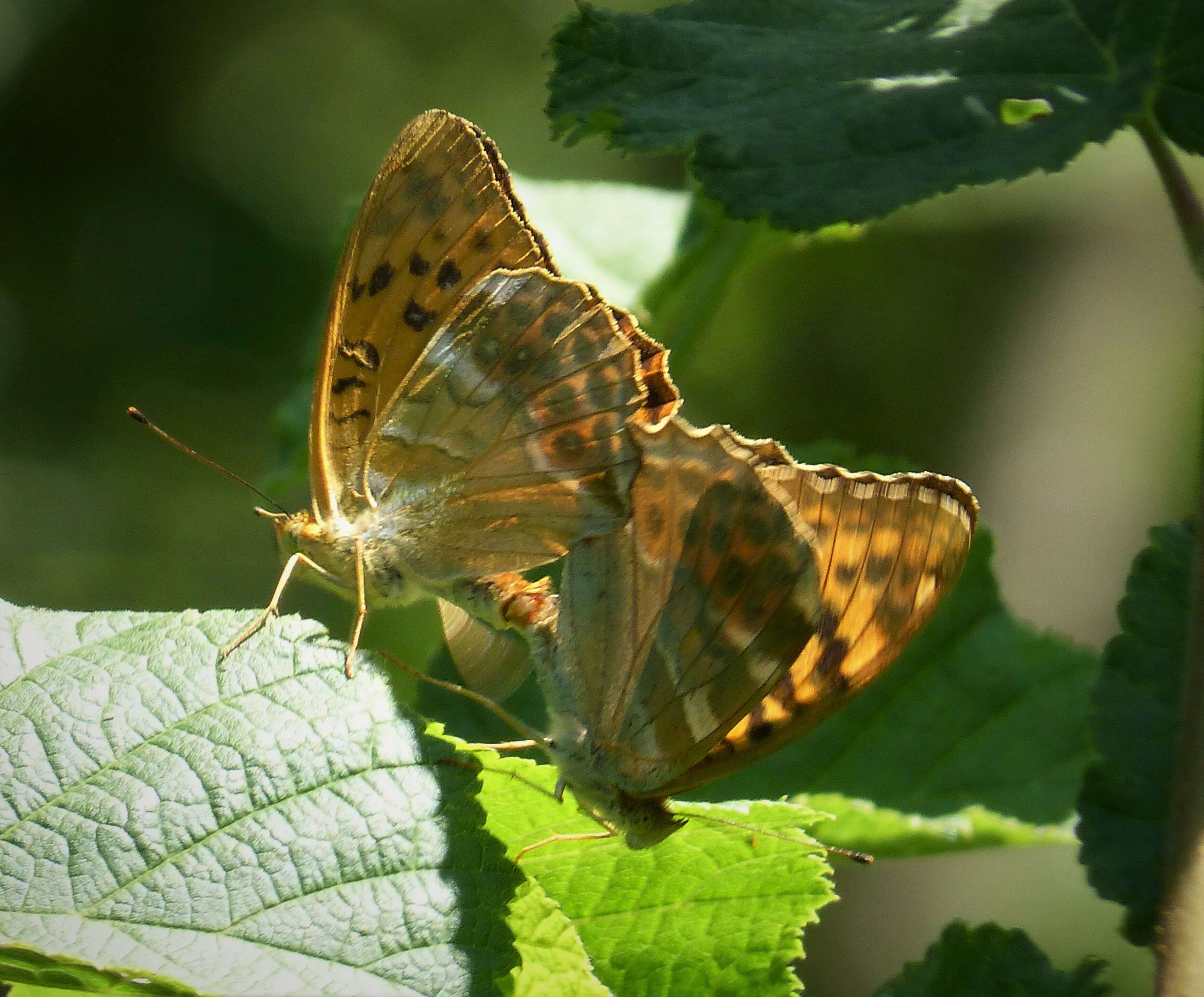 Imagem de Argynnis paphia Linnaeus 1758