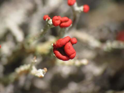 Image of cup lichen