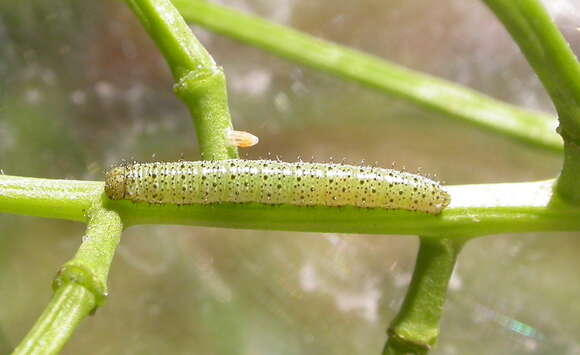 Image of Orangetips