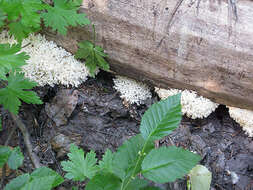 Image of tooth fungi