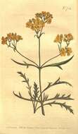 Sivun Valerianaceae kuva