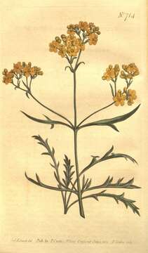 Image of Valerianaceae