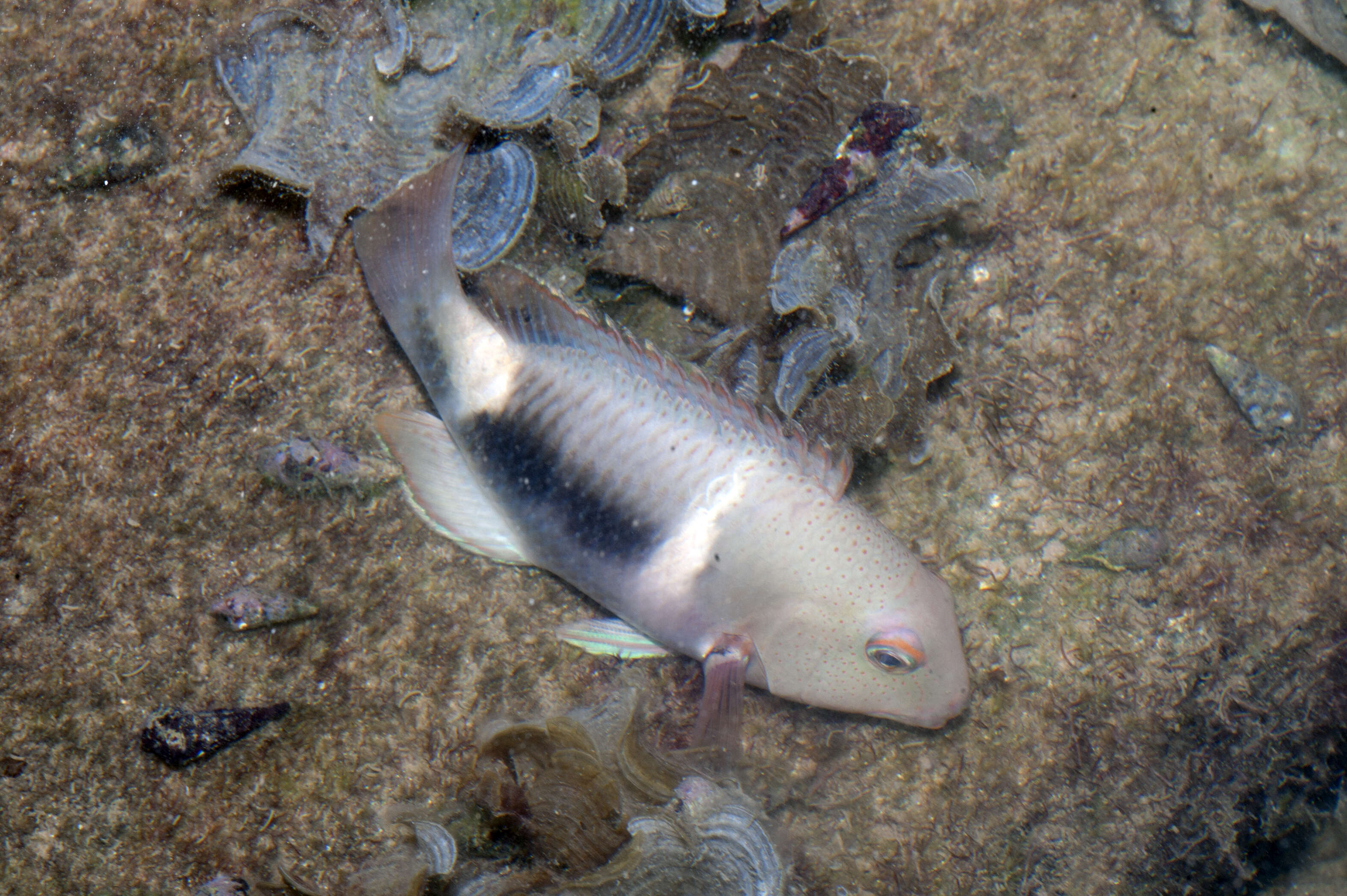 Image of Anchor trunkfish