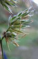 Image of Cocksfoot or Orchard Grass