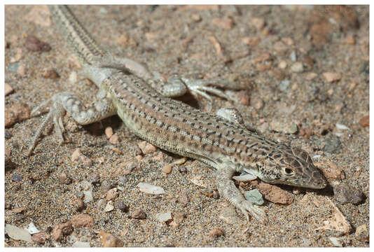 Image of Golden Fringe-fingered Lizard