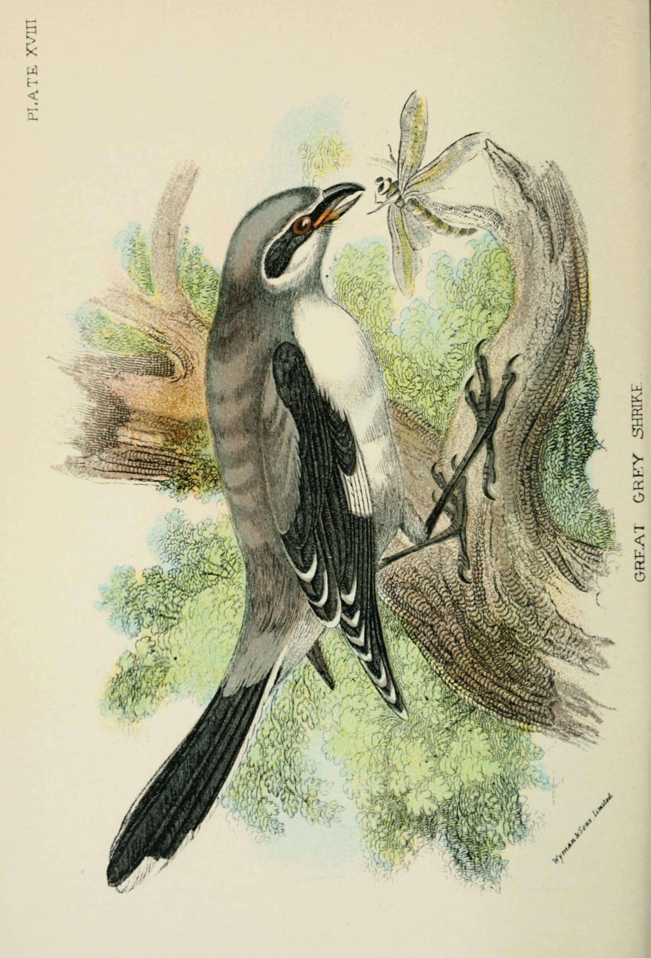 Image of true shrikes