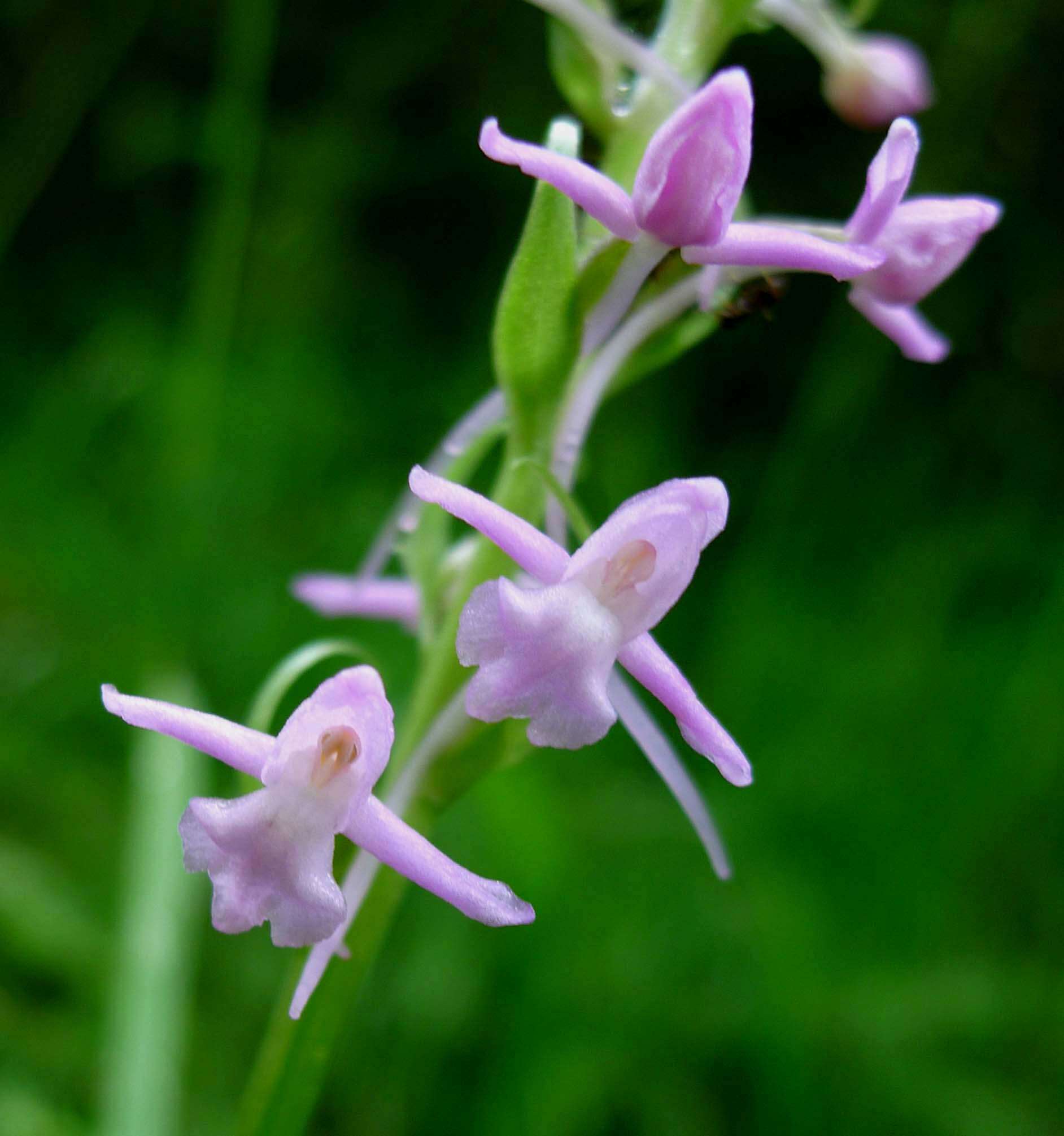 Image de Gymnadenia