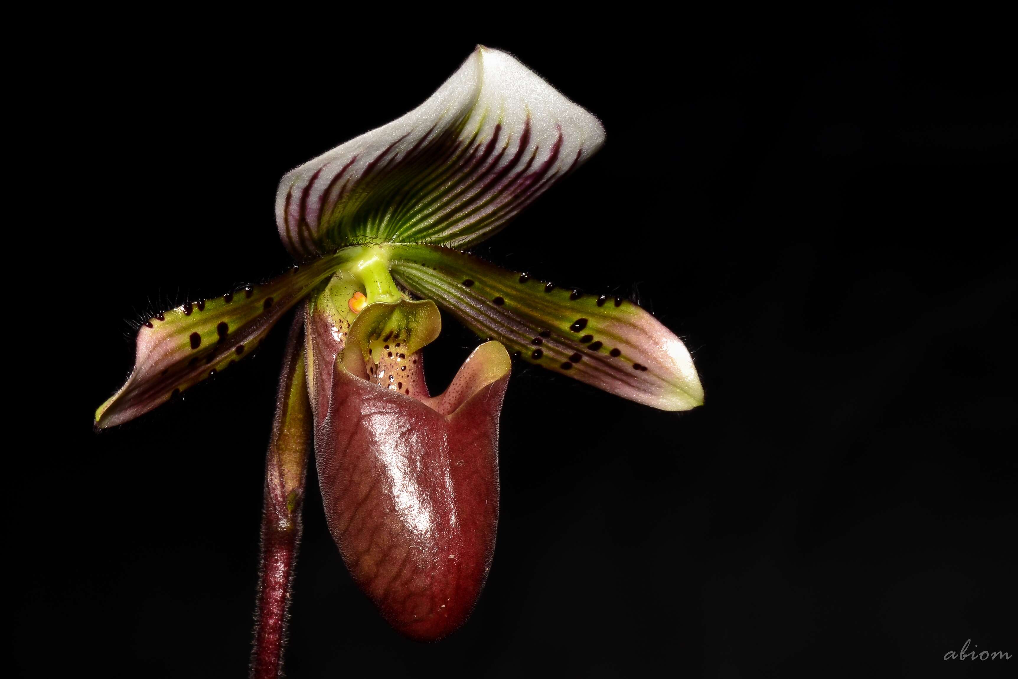 Слика од Paphiopedilum barbatum (Lindl.) Pfitzer