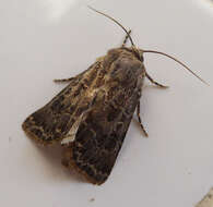 Image of Agrotis crassa Hübner