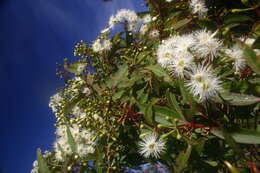 صورة Corymbia gummifera (Gaertn.) K. D. Hill & L. A. S. Johnson