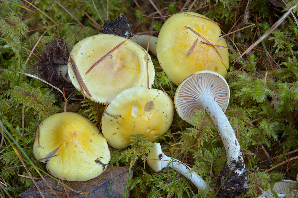 Image of Hygrophorus lucorum Kalchbr. 1874