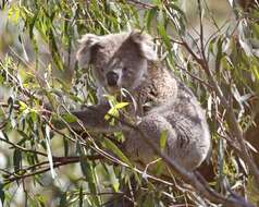 Image of koalas