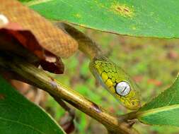 Image of Green Cat Snake