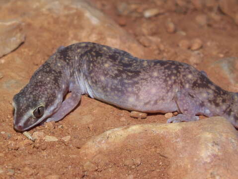 Image of Robust Striped Gecko