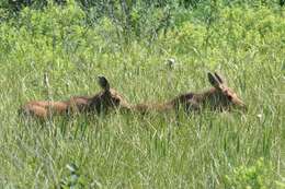 Слика од Alces americanus americanus (Clinton 1822)