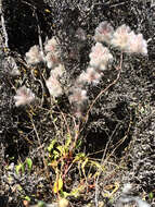 Image of Ptilotus halophilus R. W. Davis