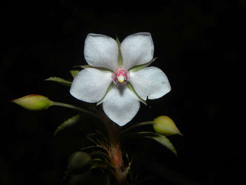 Image of Creole-Tea