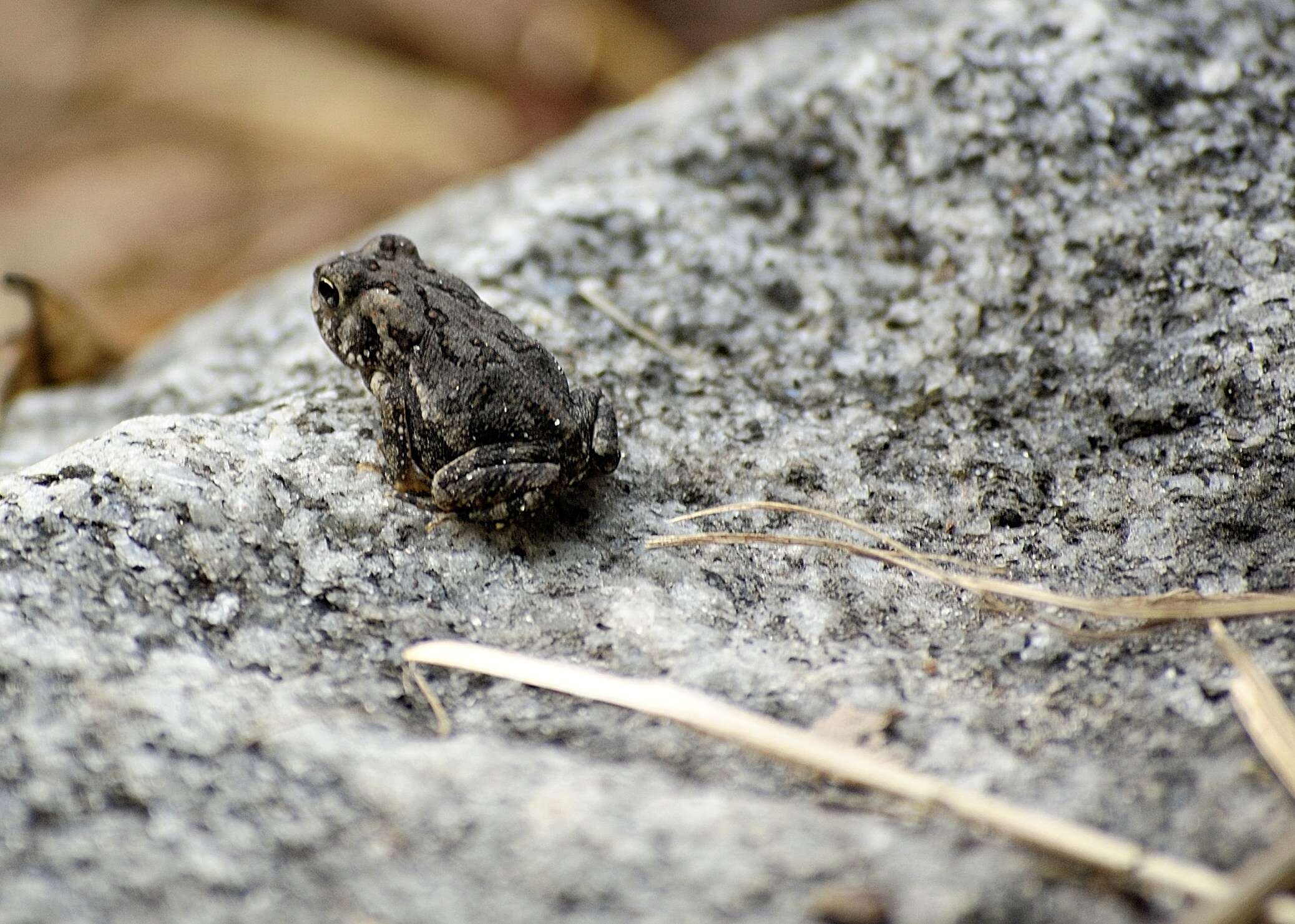 Image of Fowler's Toad