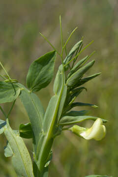 Image of Cyprus-vetch