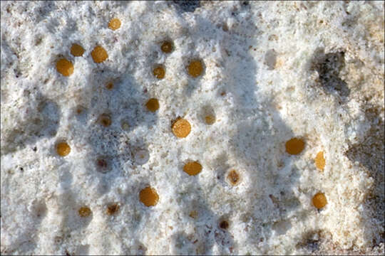 Image of protoblastenia lichen