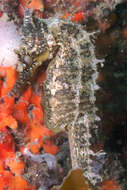 Image of seahorses