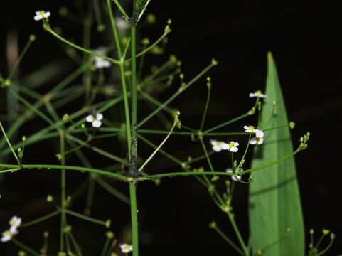 Image of water plantain