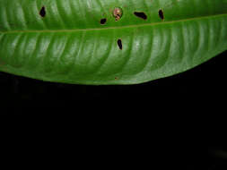 Plancia ëd Ardisia dunlapiana P. H. Allen