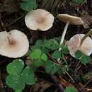 Image of Entoloma queletii (Boud.) Noordel. 1983